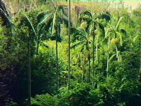 Harrami QLD Holiday Cairns