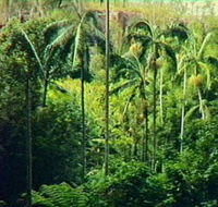 Fern Tree Pool and Giant's Chair Circuit - Holiday Cairns