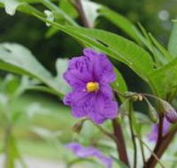 Alpha Native Flower Garden - Holiday Cairns