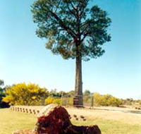 Robbers Tree - Holiday Cairns