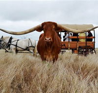 Texas Longhorn Wagon Tours and Safaris - Holiday Cairns