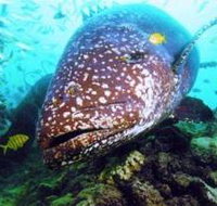 Lady Musgrave Island Dive Sites - Holiday Cairns