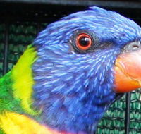 Fraser Coast Wildlife Sanctuary - Holiday Cairns