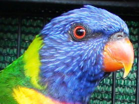 Fraser Coast Wildlife Sanctuary - Holiday Cairns 0