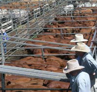 Dalrymple Sales Yards - Cattle Sales - Holiday Cairns