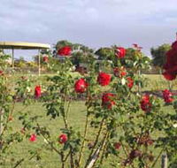 Elizabeth Park Rose Gardens - Holiday Cairns