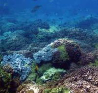 Hoffman's Rocks Dive Site - Holiday Cairns