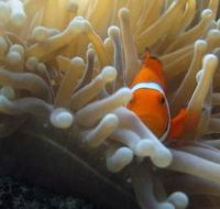 Flat Rock Dive Site - Holiday Cairns