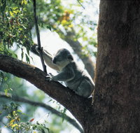 Daisy Hill Conservation Park - Holiday Cairns