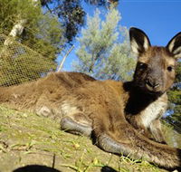 Ballarat Wildlife Park - Holiday Cairns