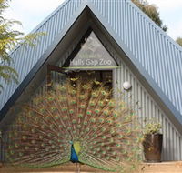 Halls Gap Zoo - Holiday Cairns