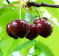 Red Hill Cherry Farm - Holiday Cairns