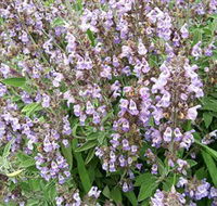 Otway Herbs - Holiday Cairns