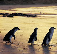 Phillip Island Nature Park - Holiday Cairns