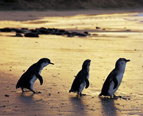 Phillip Island Nature Park - Holiday Cairns 0