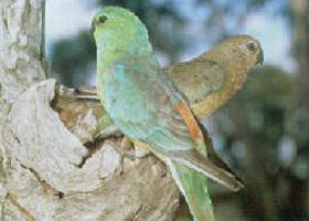 Albacutya VIC Holiday Cairns