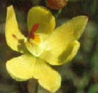 Langwarrin Flora and Fauna Reserve - Holiday Cairns