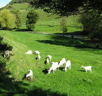 Goats of Gaia Soap - Holiday Cairns