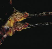 Eagle Rock Marine Sanctuary - Holiday Cairns