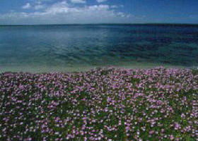 The Lakes National Park - Holiday Cairns 0