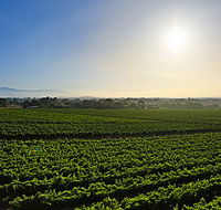 GREENSTONE VINEYARDS - Holiday Cairns