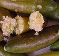 Sandy Creek Olives and Finger Limes - Holiday Cairns