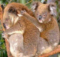 Shoalhaven Zoo - Holiday Cairns