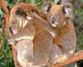 Shoalhaven Zoo - Holiday Cairns 0