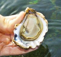 The Oyster Pot - Holiday Cairns