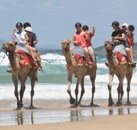 Camel Rides with Coffs Coast Camels - Holiday Cairns