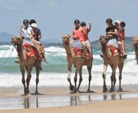 Camel Rides With Coffs Coast Camels - Holiday Cairns 0