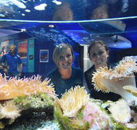 Solitary Islands Aquarium - Holiday Cairns