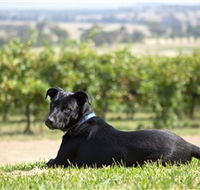 Moothi Estate Vineyard and Cellar Door - Holiday Cairns