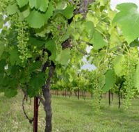 Holland Wines - Holiday Cairns