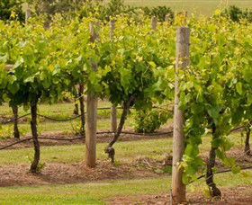 Mt Coghill Vineyard - Holiday Cairns 0