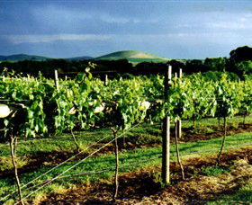 Mt Coghill Vineyard - Holiday Cairns 1