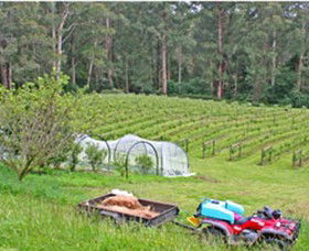 Peveril Vineyard/Beechy Berries - Holiday Cairns 1