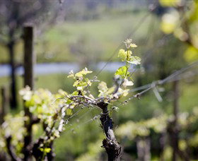 Whistling Eagle Vineyard - Holiday Cairns 0