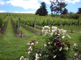 Pembroke Estate Vineyard - Holiday Cairns 0