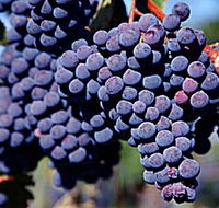 Morningside Vineyard - Holiday Cairns