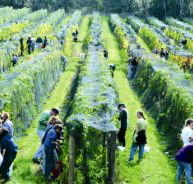 Crosswinds Vineyard - Holiday Cairns
