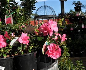 Van Loon's Nursery - Holiday Cairns 1