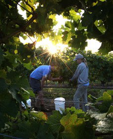 Oakdene Vineyards Restaurant And Cellar Door - Holiday Cairns 3