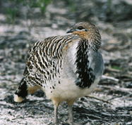 Yongergnow Australian Malleefowl Centre - Holiday Cairns
