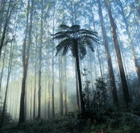 Yarra Ranges National Park - Holiday Cairns