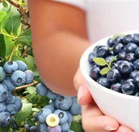 Jolly Berries - Holiday Cairns
