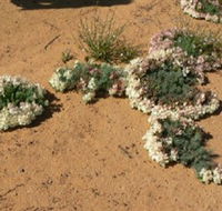 Coorow Wreath Flowers - Holiday Cairns