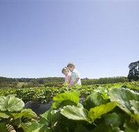 Sunny Ridge Strawberry Farm - Holiday Cairns