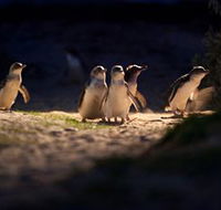 Phillip Island Nature Parks - Holiday Cairns