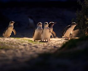 Phillip Island Nature Parks - Holiday Cairns 0